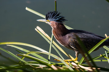 Ruffled feathers of a Green Heron