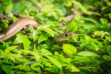 Cute Indochinese rat snake (Ptyas korros) is slithering on tree with green leaves background. Chinese ratsnake or Indo-Chinese rat snake, is a species of colubrid snake endemic to Southeast Asia.