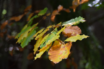 Colorful autumn leafs saw in the park.