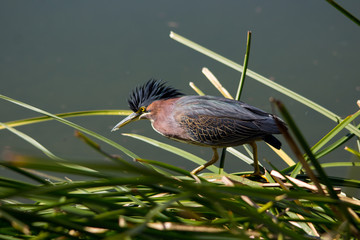 Green Heron Fishing