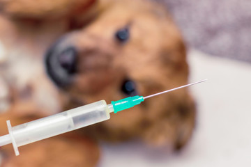 Syringe with needle for vaccination of a dog. Treatment of a sick dog_