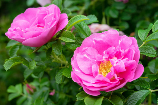 Blooms of old fashioned shurb roses.