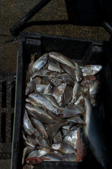 Obraz premium Fisch
