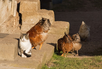 A farm cat hangs out with his chicken friends on a small farm in Cigoc in Sisak-Moslavina County, Central Croatia. Focus on the kitty.