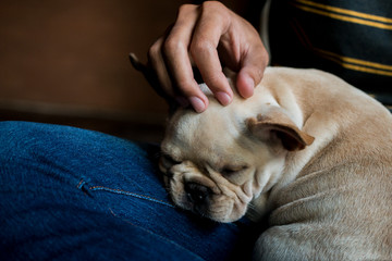 Close up French Bulldog puppy sleeping on its owner's lap. Its owner's hand patting its head.The...