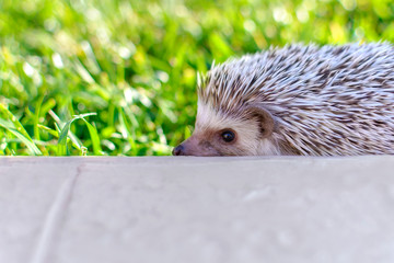 Small wild adorable hedgehog with concrete wall on the garden grass