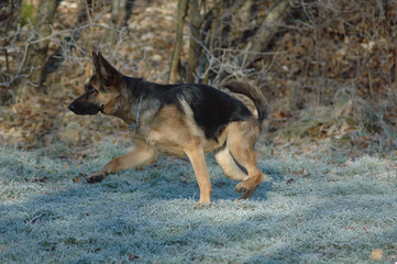 Obraz na płótnie Canvas German shepherd dog