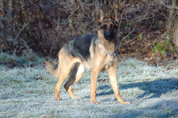 German shepherd dog 