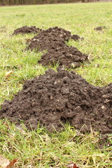 Der Weg des Maulwurfs