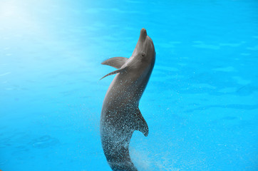 Dolphin jumping in Dolphinarium