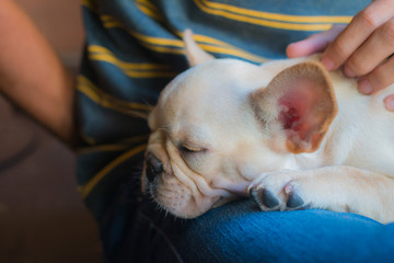 White French Bulldog puppy sleeping on its owner's lap. Its owner's hand patting its head.The dog feeling calm and comfort.