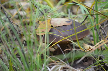 transbaikal territory