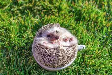 Young african hedgehog in white in the cup on the grass