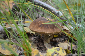 transbaikal territory