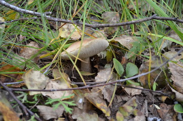 transbaikal territory