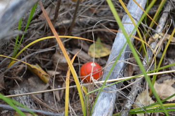 transbaikal territory