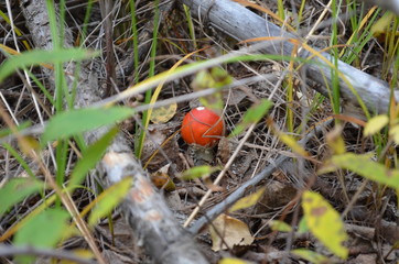 transbaikal territory