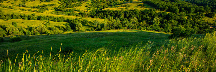 Naklejka premium grass on a meadow in the evening in hilly terrain.