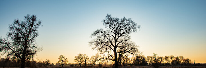 Fototapeta na wymiar silhouettes of trees against the evening sky.