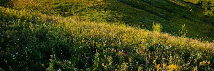 grass on a meadow in the evening in hilly terrain.