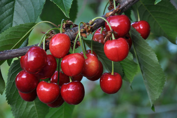 Obraz premium On a tree branch, ripe berries Prunus avium (cherry)