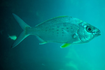 Underwater life. Fishes swimming among second largest coral reef in Tulum. Mexico. 