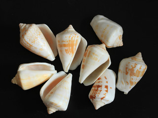 sea shells