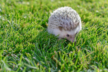 Young small adorable hedgehog on the garden grass