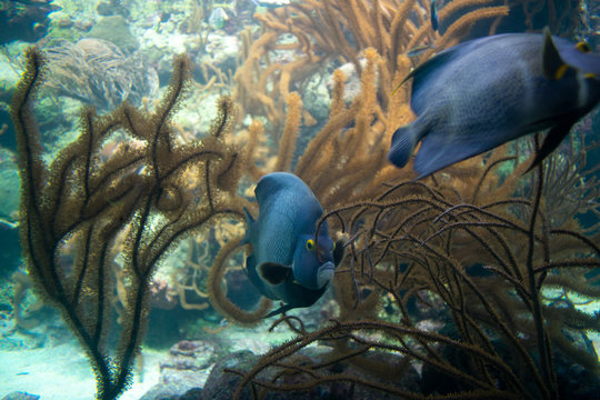 The French angelfish (Pomacanthus paru) underwater among coral reef in mexico 