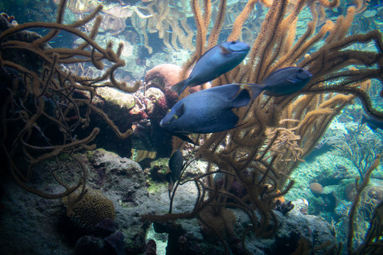 The French angelfish (Pomacanthus paru) underwater among coral reef in mexico 