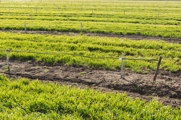 a young garden with a drip irrigation system, small trees, fruit or nut garden plants