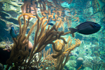 The French angelfish (Pomacanthus paru) underwater among coral reef in mexico 