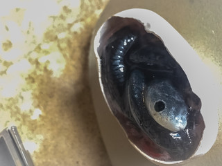 Underdeveloped embryo of snake in the egg.