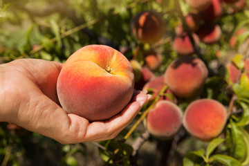 female hand holding a large ripe peach, against the background of a peach orchard