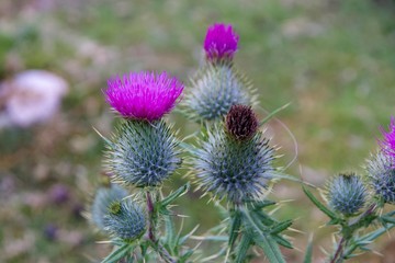 Close up of Purple Thistle Flowers