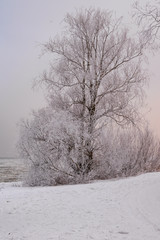 Landscape in cold winter day. Trees and bushes in the Baltic Sea.