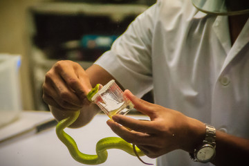 Milking green pit viper (Trimeresurus) snake for venom to produce snake antidote serum - obrazy, fototapety, plakaty