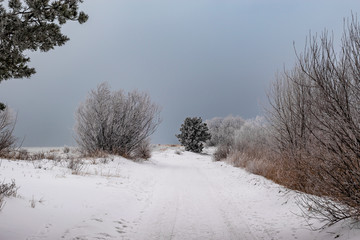 Landscape in cold winter day. Trees and bushes in the Baltic Sea.