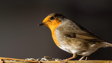 Oiseaux du Grésivaudan - Isère.