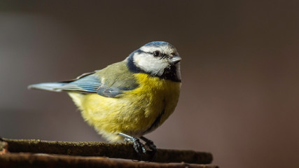 Oiseaux du Grésivaudan - Isère.