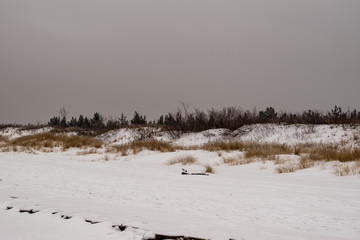 Landscape in cold winter day. Trees and bushes in the Baltic Sea.