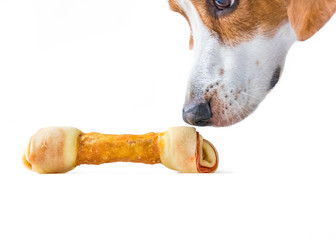 A Beable Mix Hound Dog Sniffing a Delicious Dog Bone.