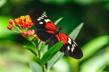 Black and red butterfly on a flower