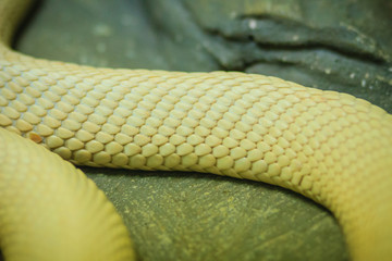 The monocled cobra (Naja kaouthia), also called monocellate cobra, is a cobra species widespread across South and Southeast Asia.