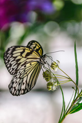 Black and yellow butterfly on a flower