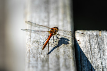 Large orange dragonfly sitting on white plank, isolated subject