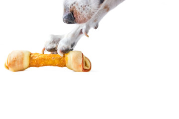A Beable Mix Hound Dog Grabs a Delicious Dog Bone With Its Paw.