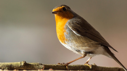 Oiseaux du Grésivaudan - Isère.