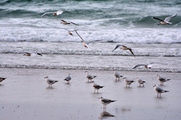 Seabirds on the sea in Brittany. France