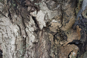 tree bark close-up